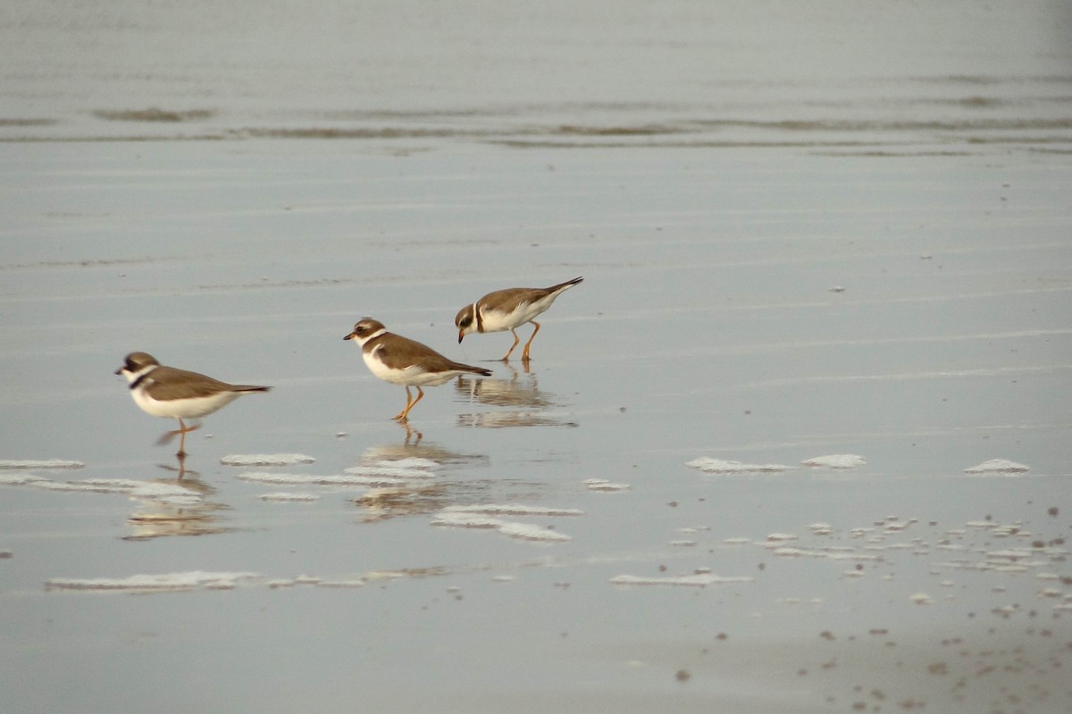 Semipalmated Plover - ML617991258