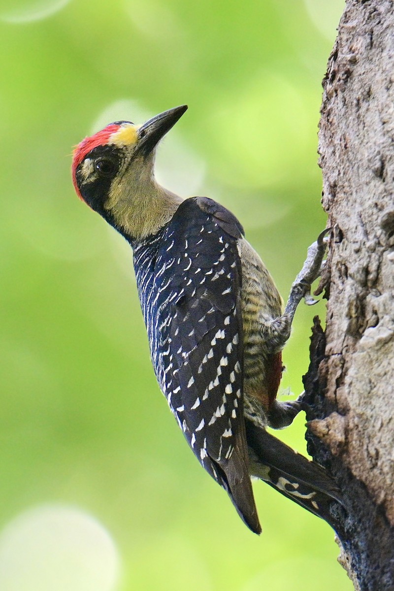 Black-cheeked Woodpecker - ML617991303