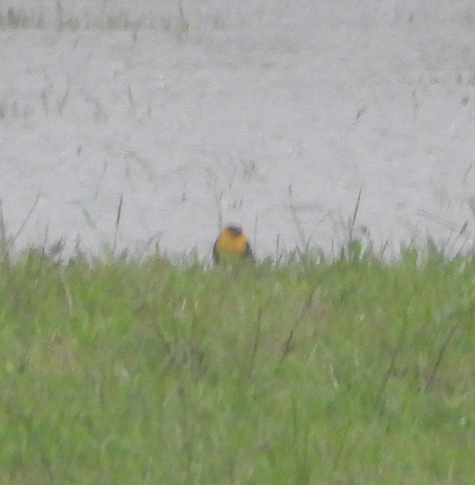 Yellow-headed Blackbird - ML617991335