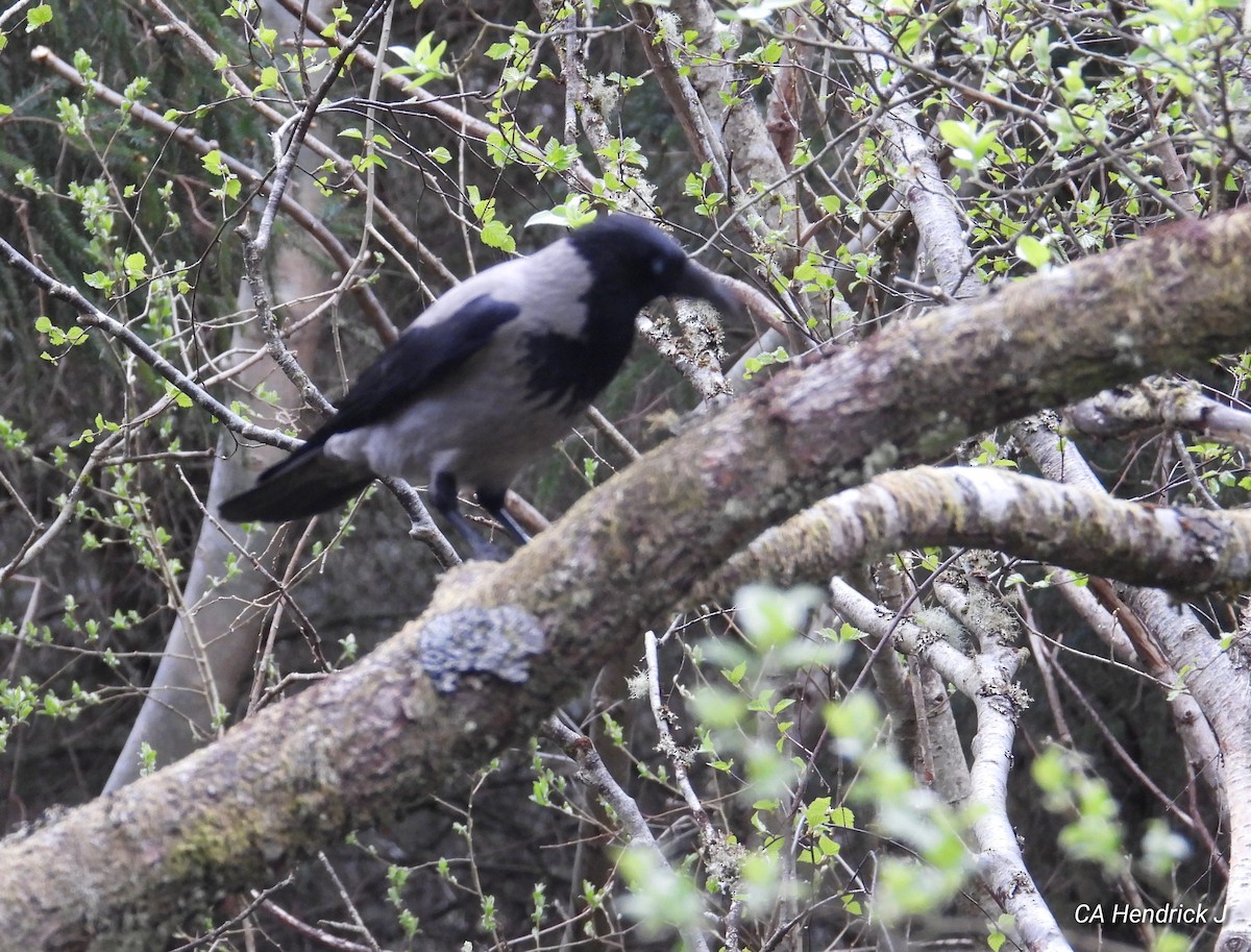 Hooded Crow - ML617991340