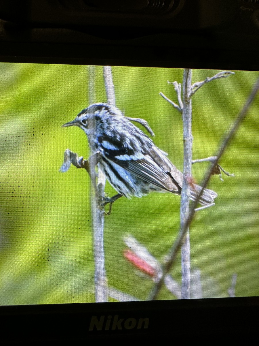 Black-and-white Warbler - ML617991350