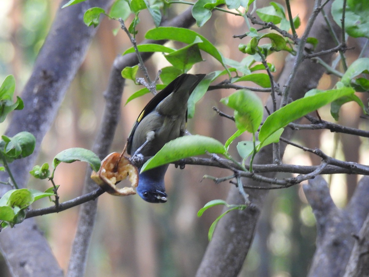 Yellow-winged Tanager - ML617991353