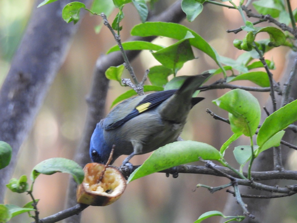 Yellow-winged Tanager - ML617991354