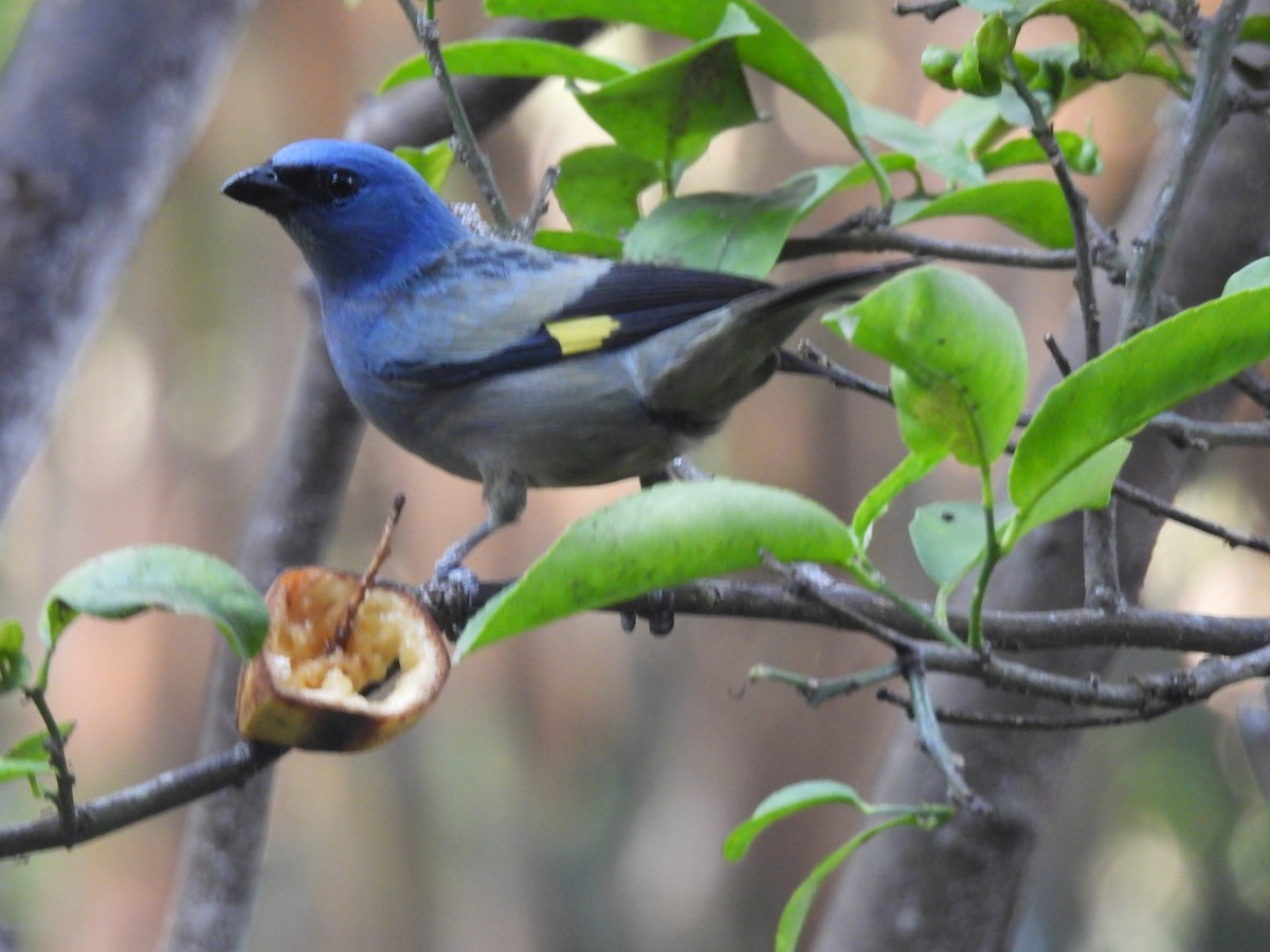 Yellow-winged Tanager - ML617991355