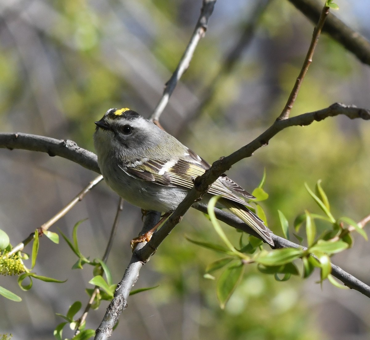 Golden-crowned Kinglet - Helen and Franklin Chow