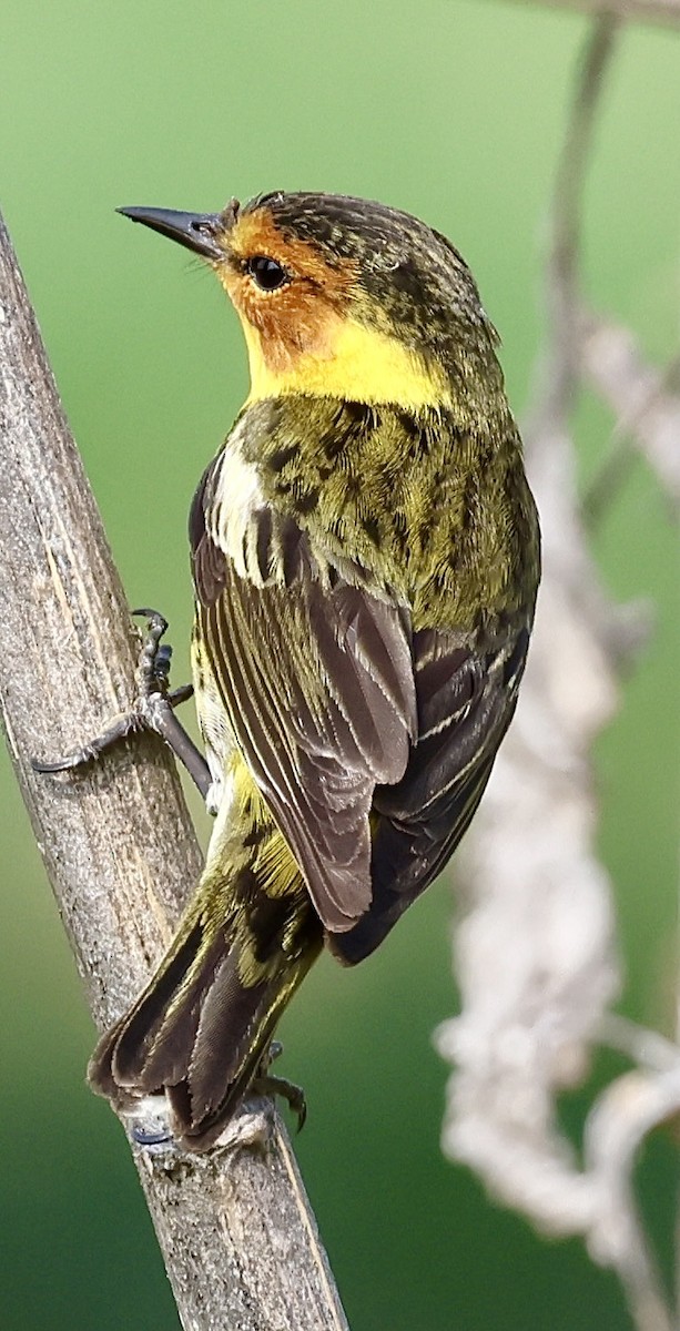 Cape May Warbler - ML617991374
