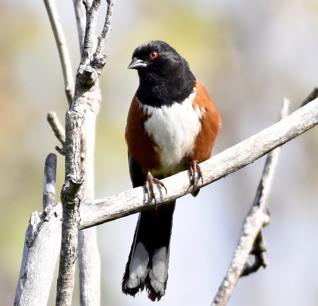 Spotted Towhee - ML617991385