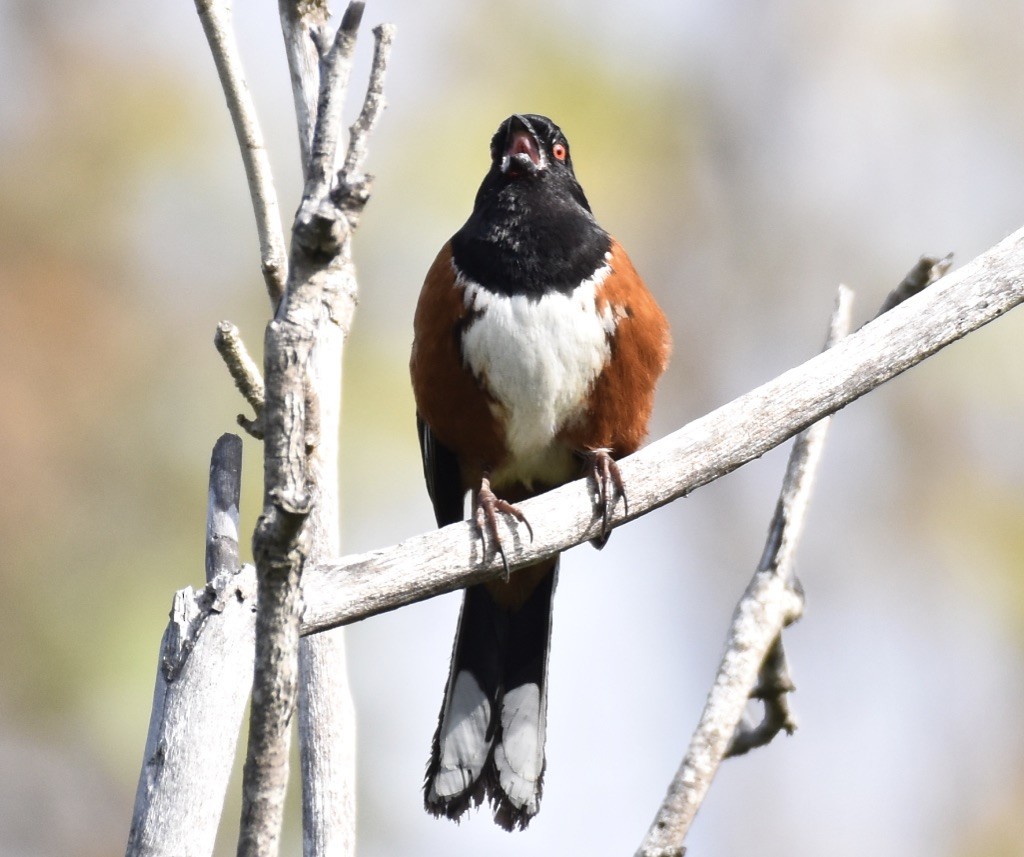 Spotted Towhee - ML617991387