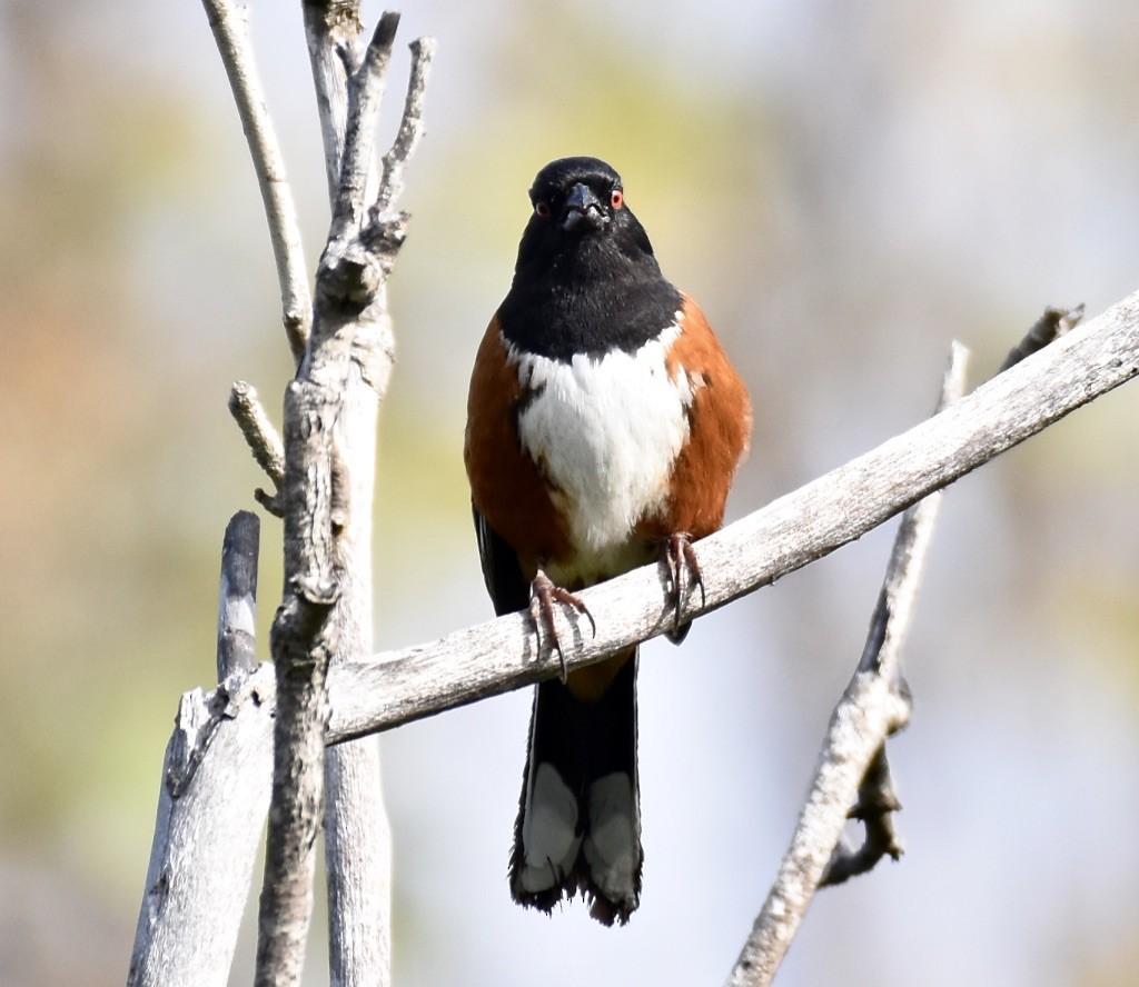 Spotted Towhee - ML617991388