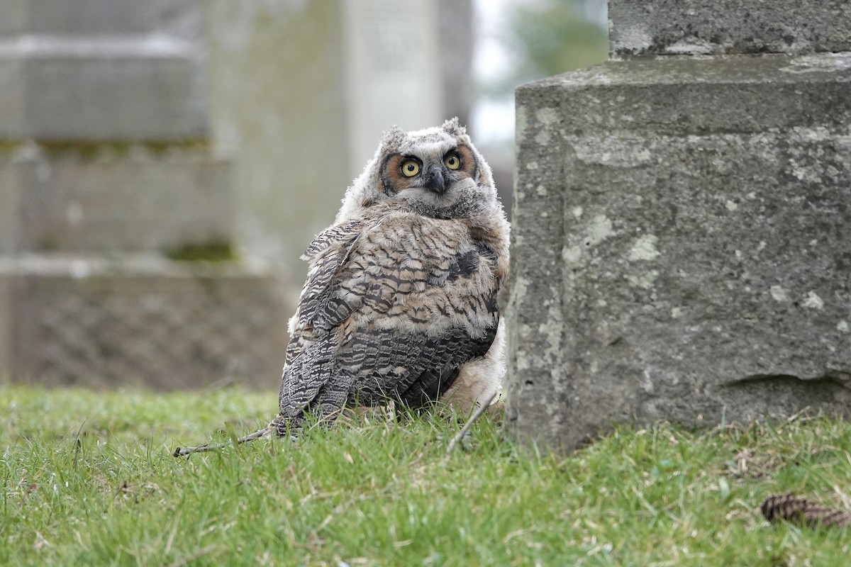Great Horned Owl - ML617991391