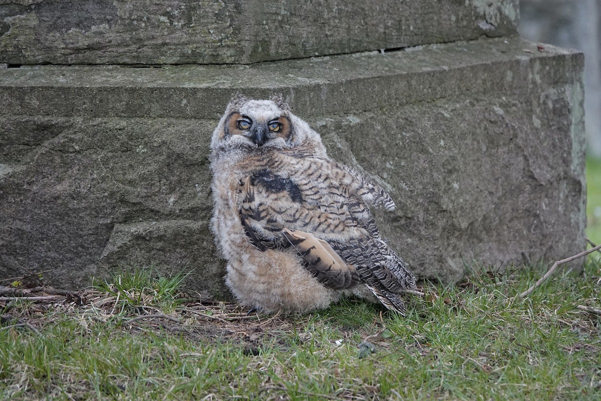 Great Horned Owl - ML617991392