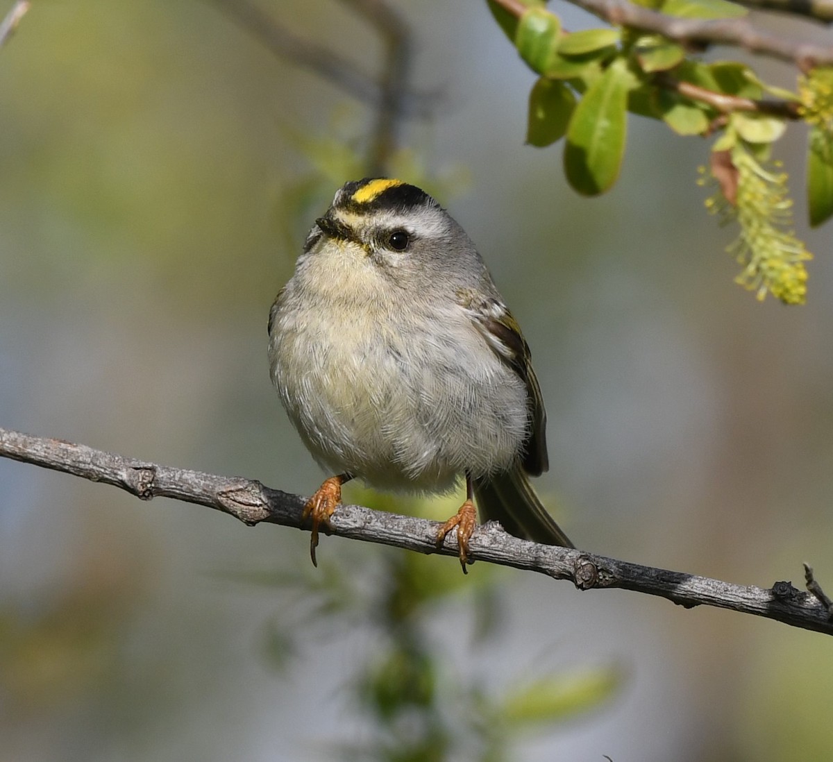 Golden-crowned Kinglet - Helen and Franklin Chow