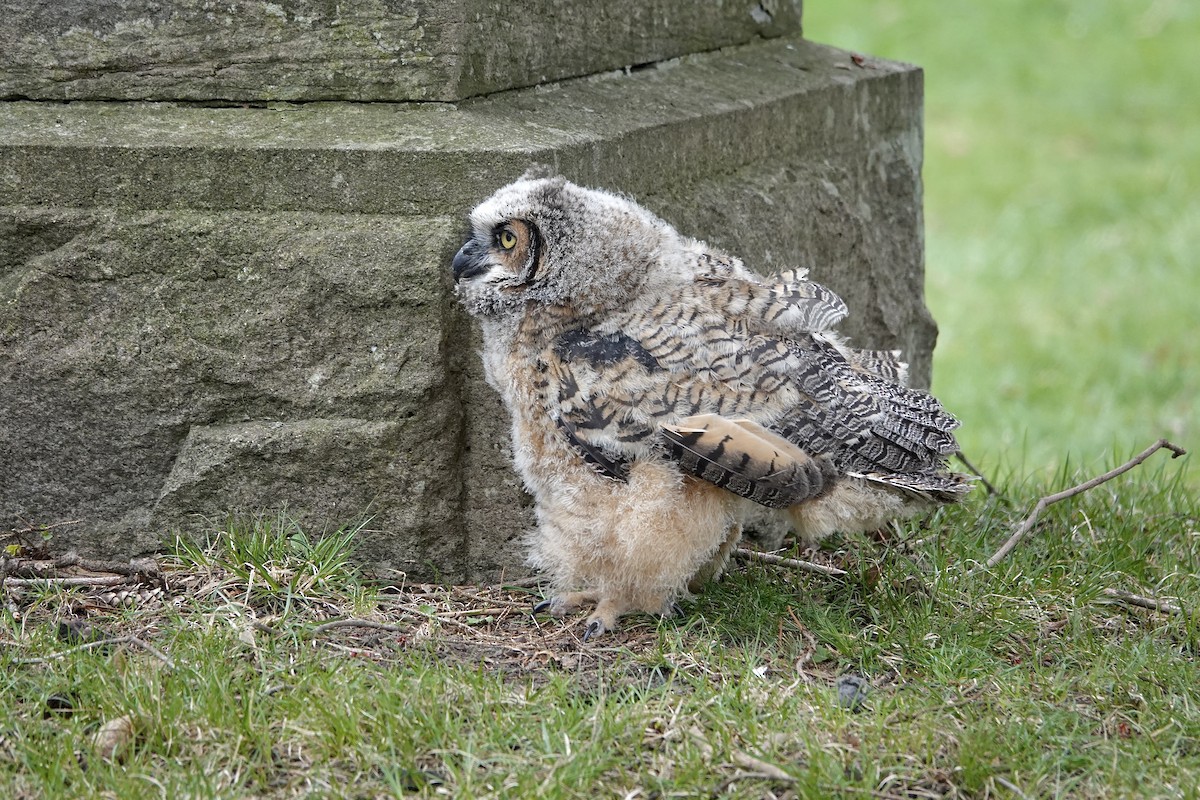 Great Horned Owl - ML617991440
