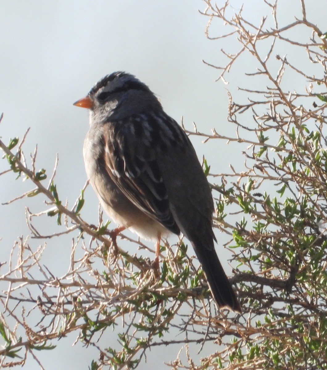 White-crowned Sparrow - ML617991451