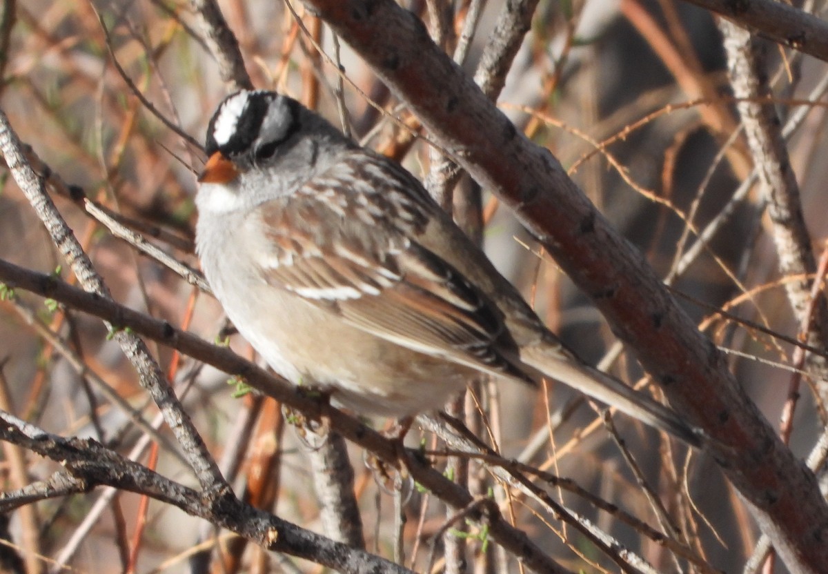 White-crowned Sparrow - Rodney Macready