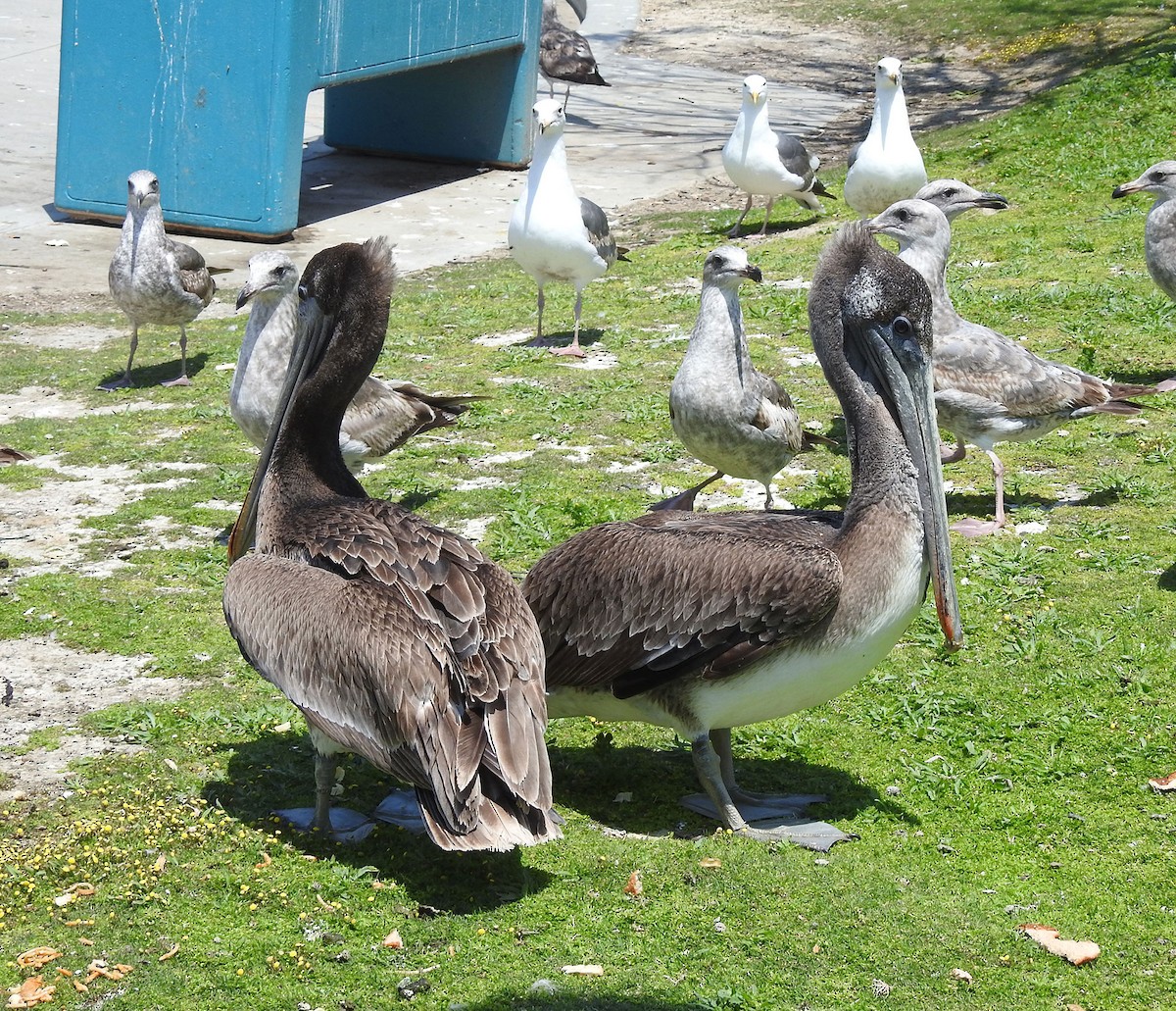 pelikán hnědý - ML617991463