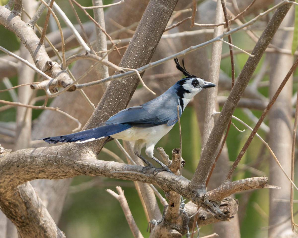 White-throated Magpie-Jay - ML617991484