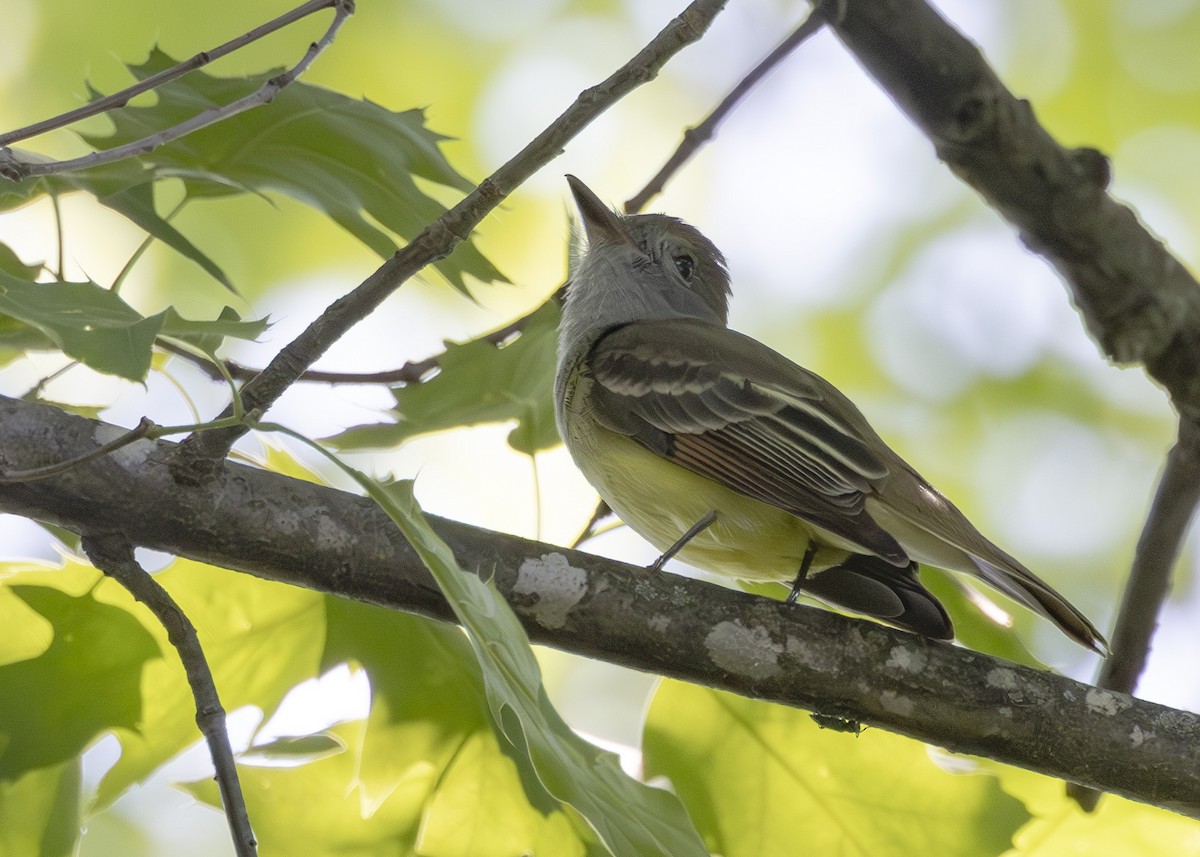 Great Crested Flycatcher - ML617991530