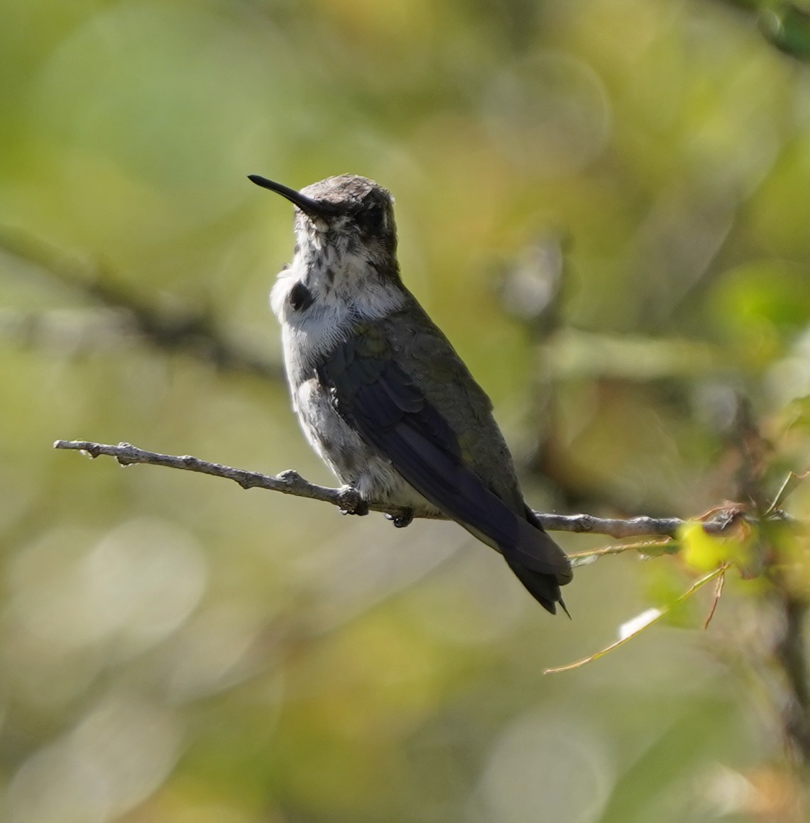 Black-chinned Hummingbird - ML617991536