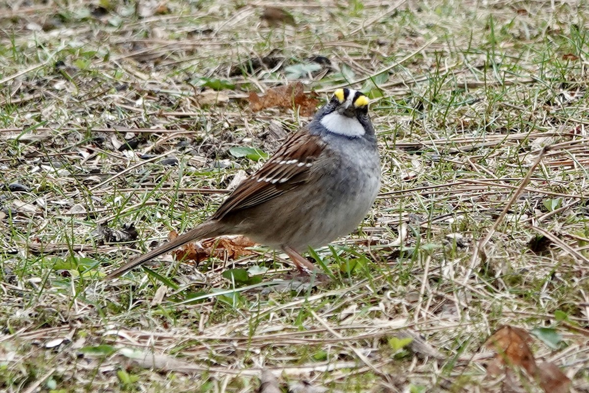White-throated Sparrow - ML617991541
