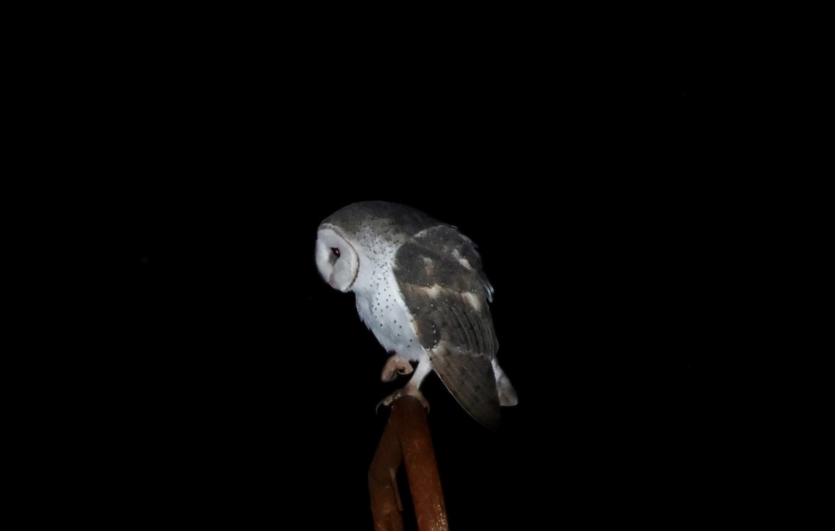 Barn Owl - Kerr Brad