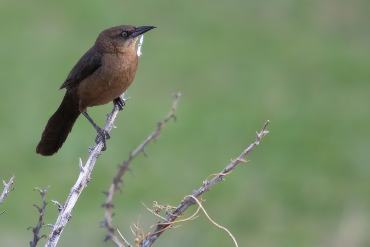 Great-tailed Grackle - ML617991558