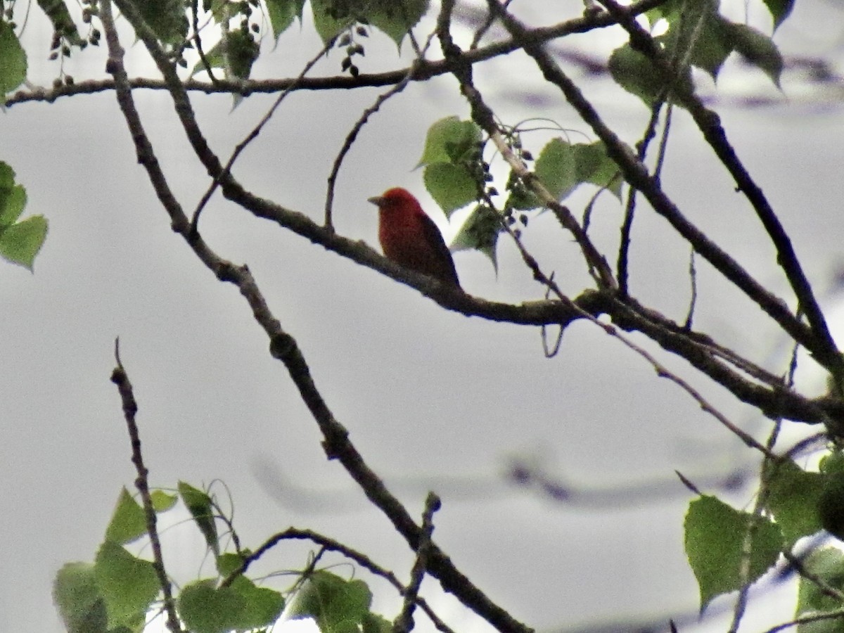 Scarlet Tanager - ML617991585