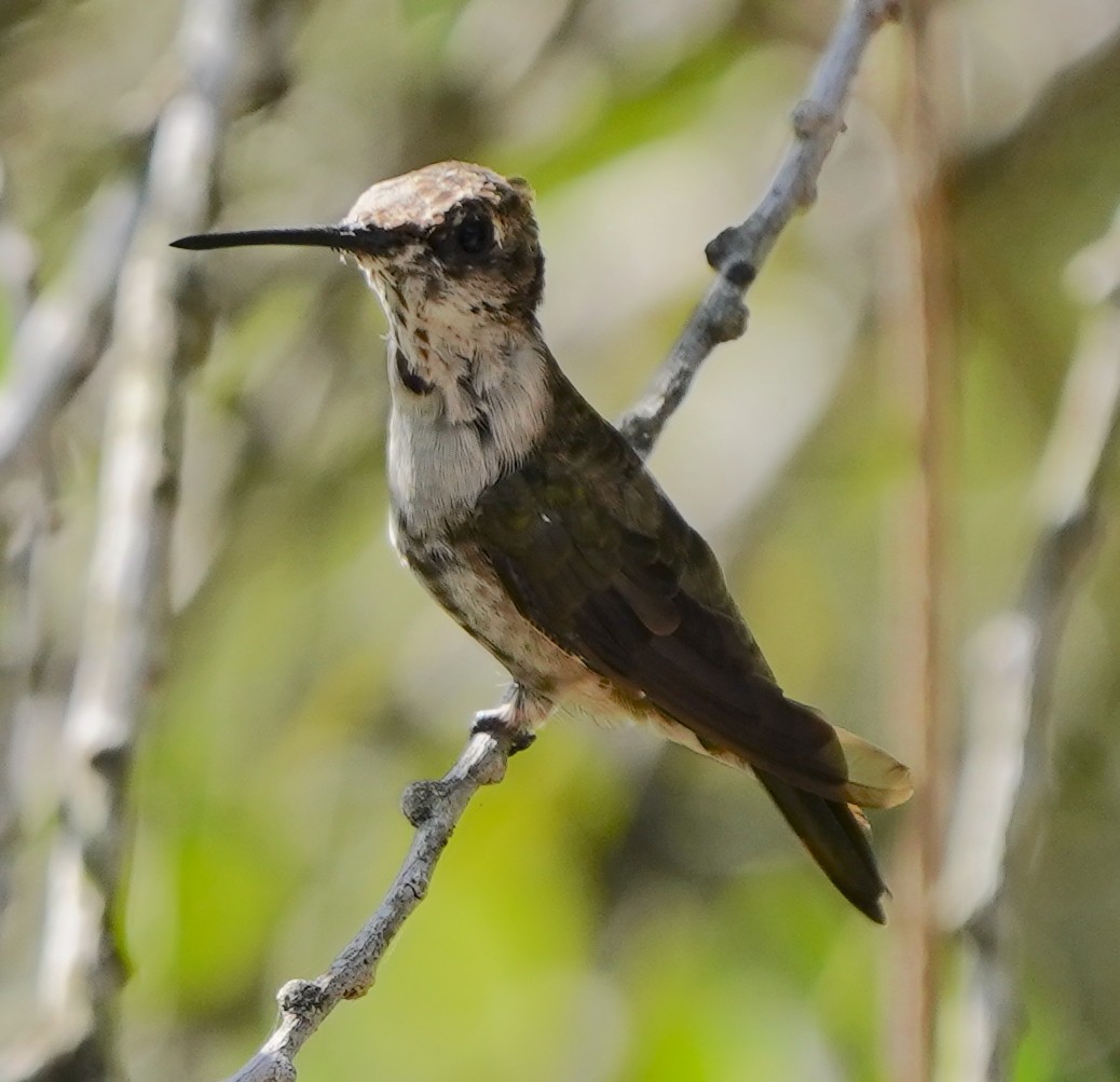 Black-chinned Hummingbird - ML617991586