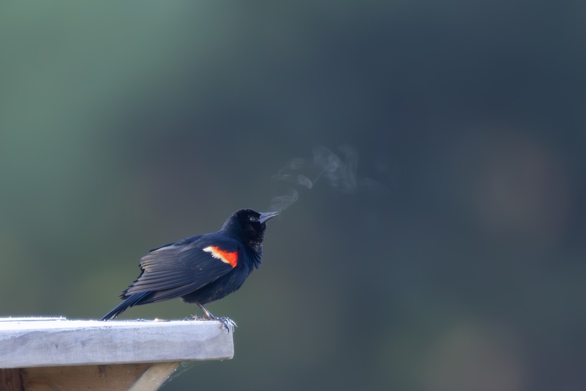 Red-winged Blackbird - ML617991609