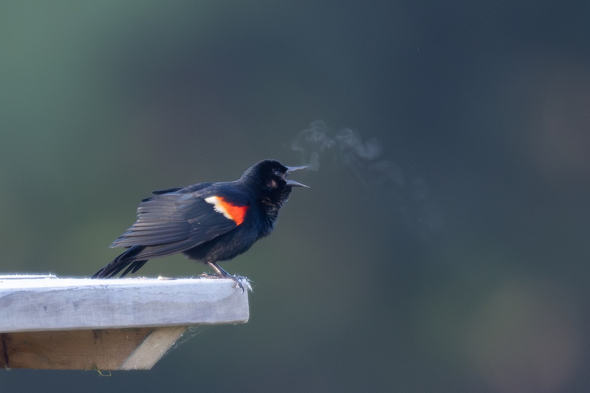 Red-winged Blackbird - Billy Tran