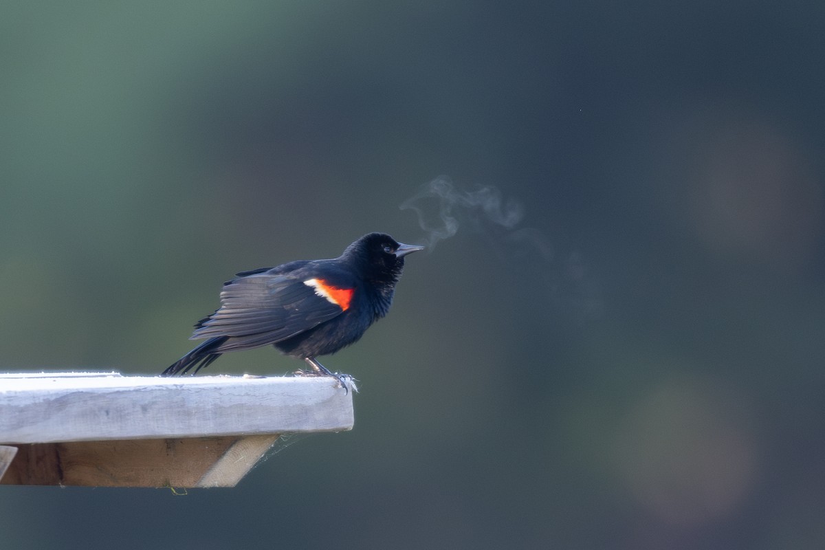 Red-winged Blackbird - ML617991611