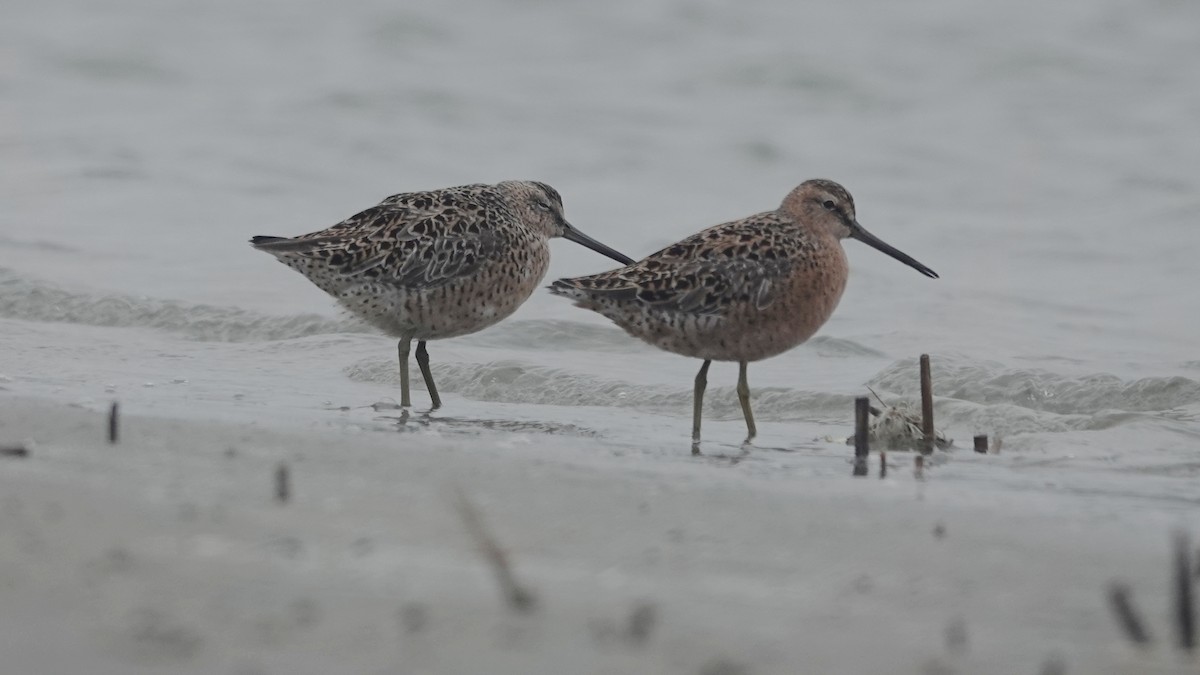 Short-billed Dowitcher - Barry Day