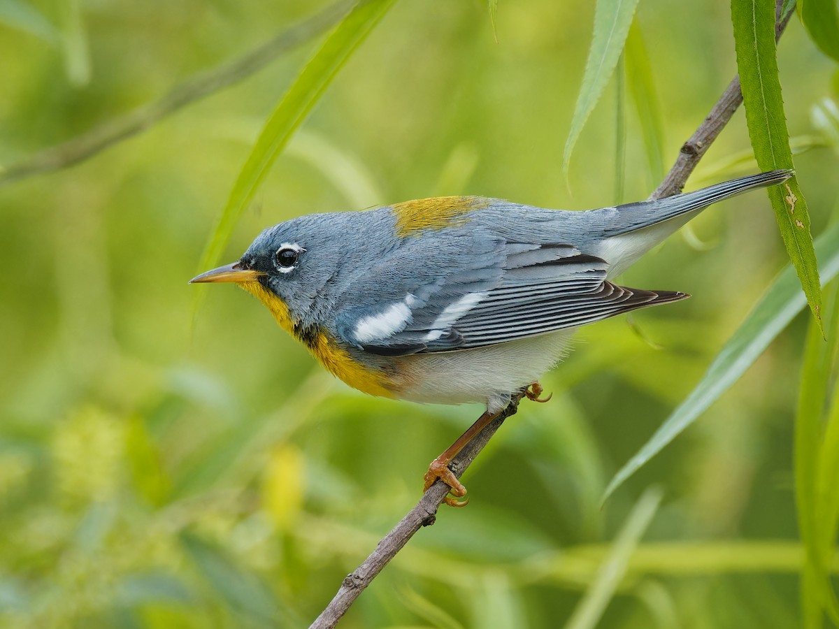 Northern Parula - Terry Miller 🦅