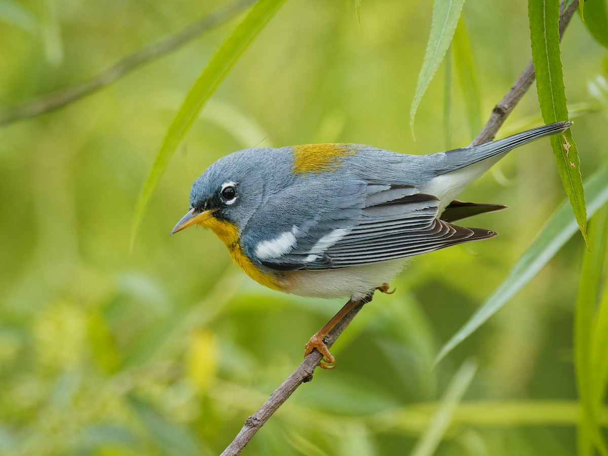 Northern Parula - Terry Miller 🦅