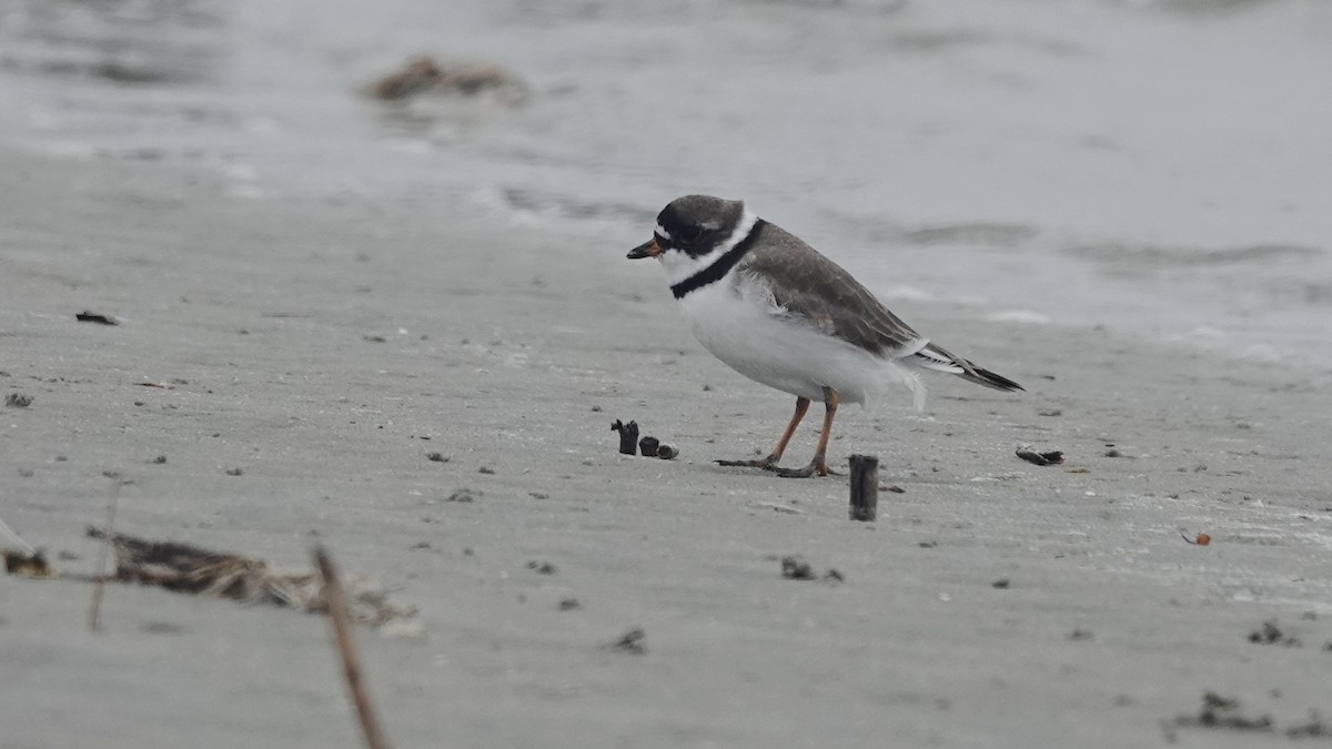 Semipalmated Plover - ML617991649