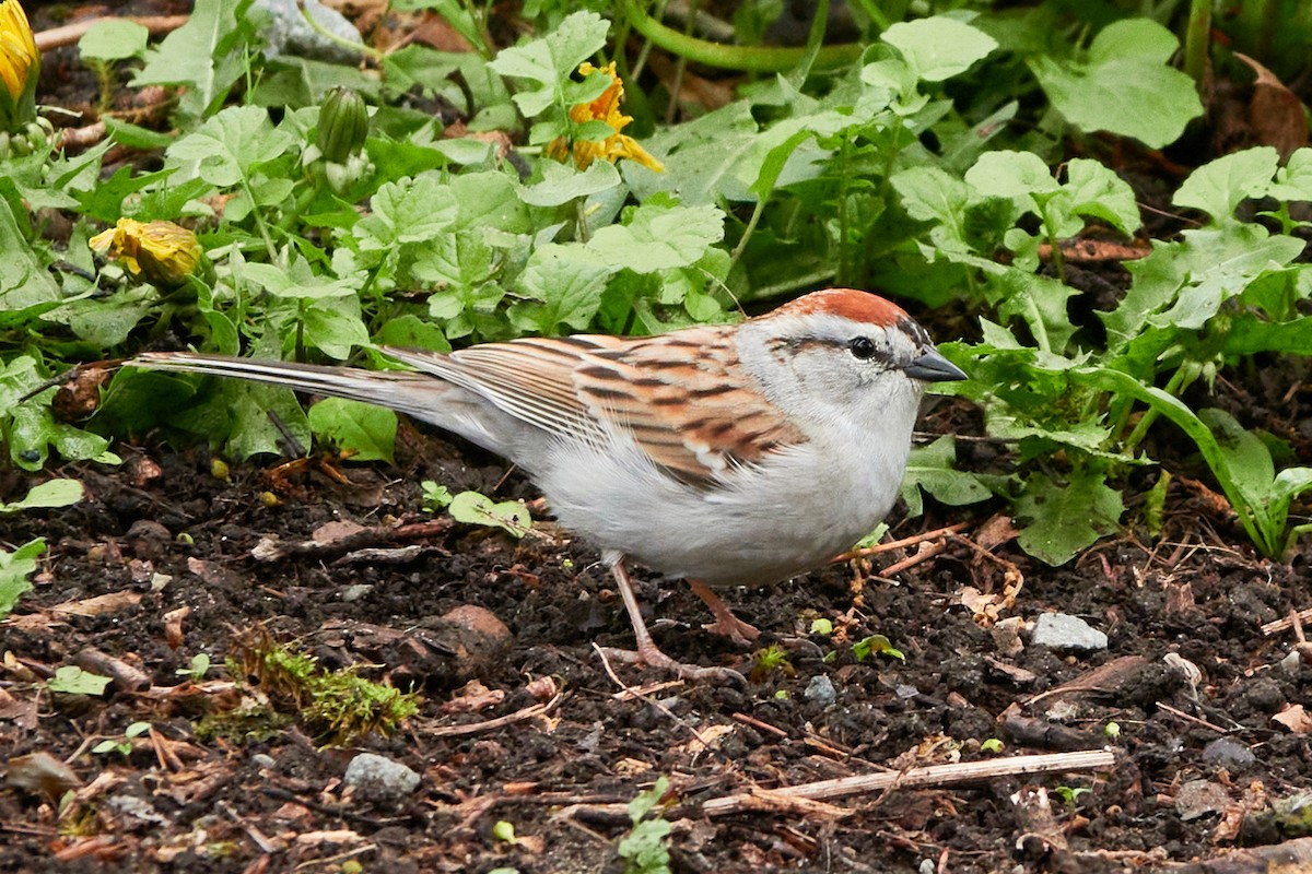 Chipping Sparrow - ML617991667