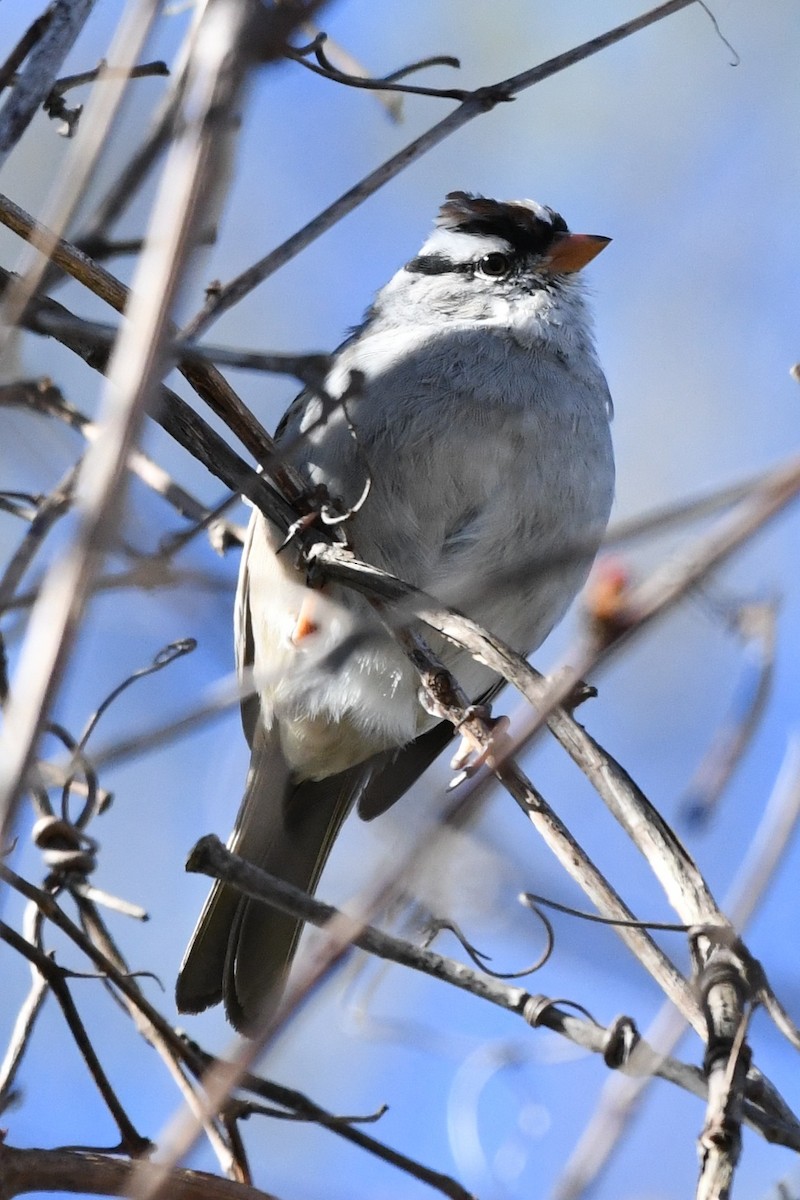 White-crowned Sparrow (leucophrys) - ML617991689