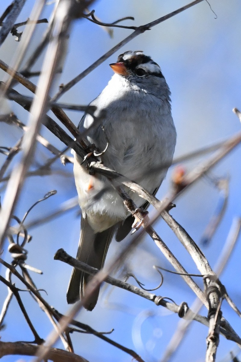 White-crowned Sparrow (leucophrys) - ML617991690