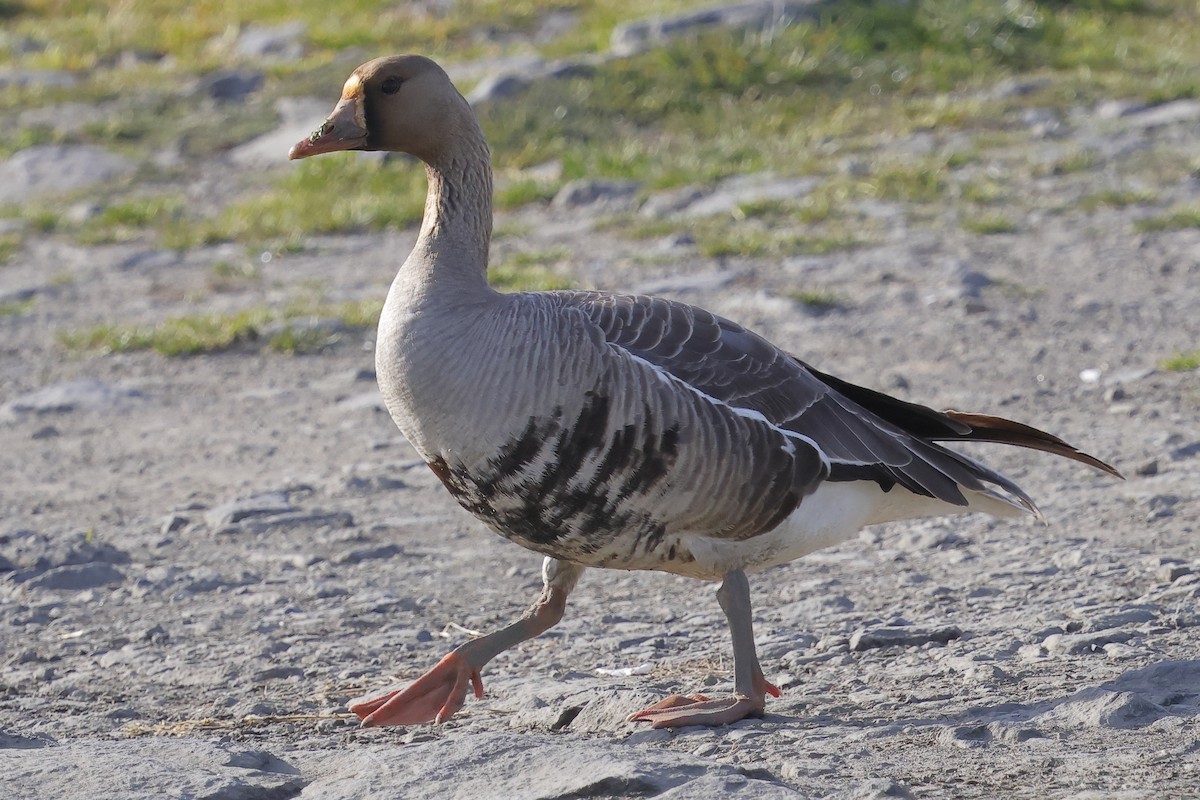 Greater White-fronted Goose - ML617991696