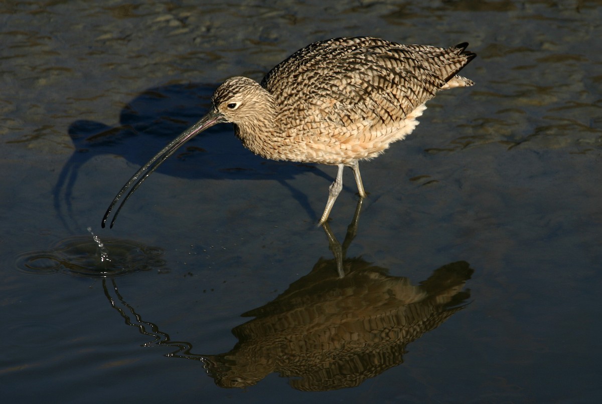 Long-billed Curlew - ML617991728