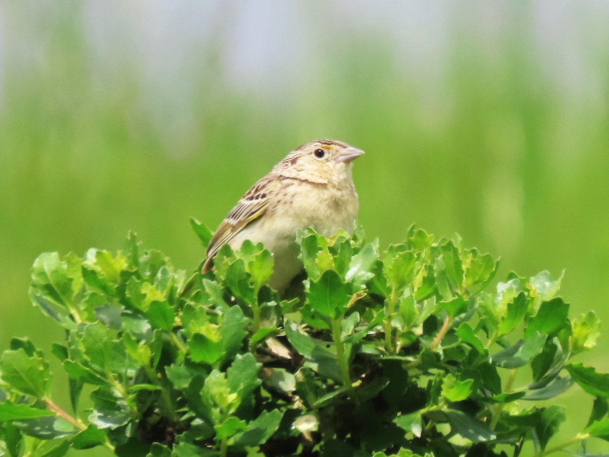 Grasshopper Sparrow - ML617991734