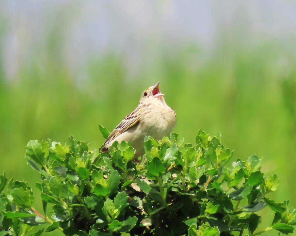 Grasshopper Sparrow - ML617991745