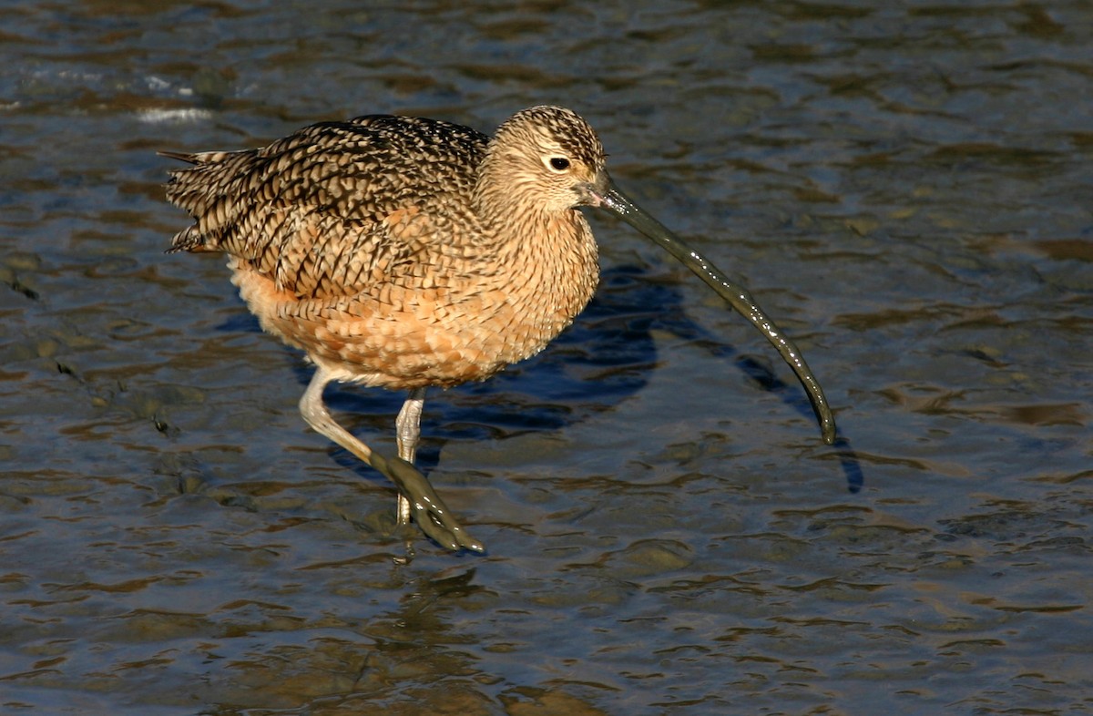 Long-billed Curlew - ML617991746