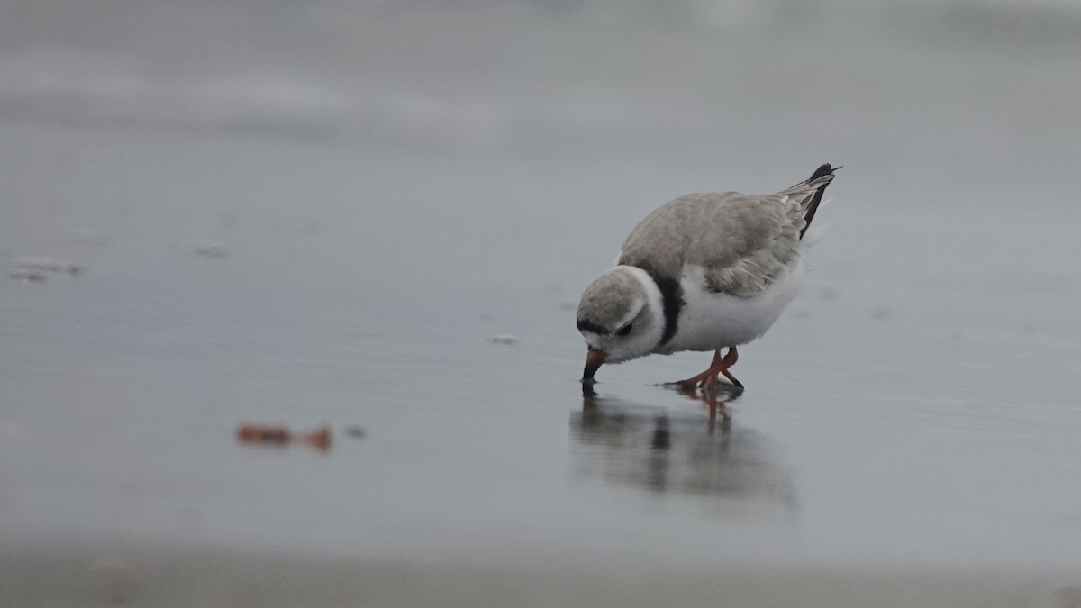 Piping Plover - ML617991747