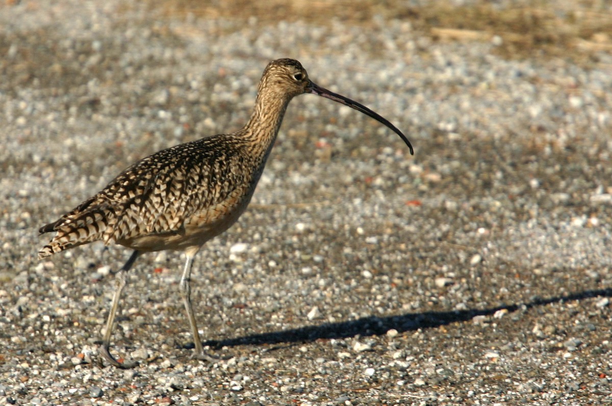 Long-billed Curlew - ML617991750