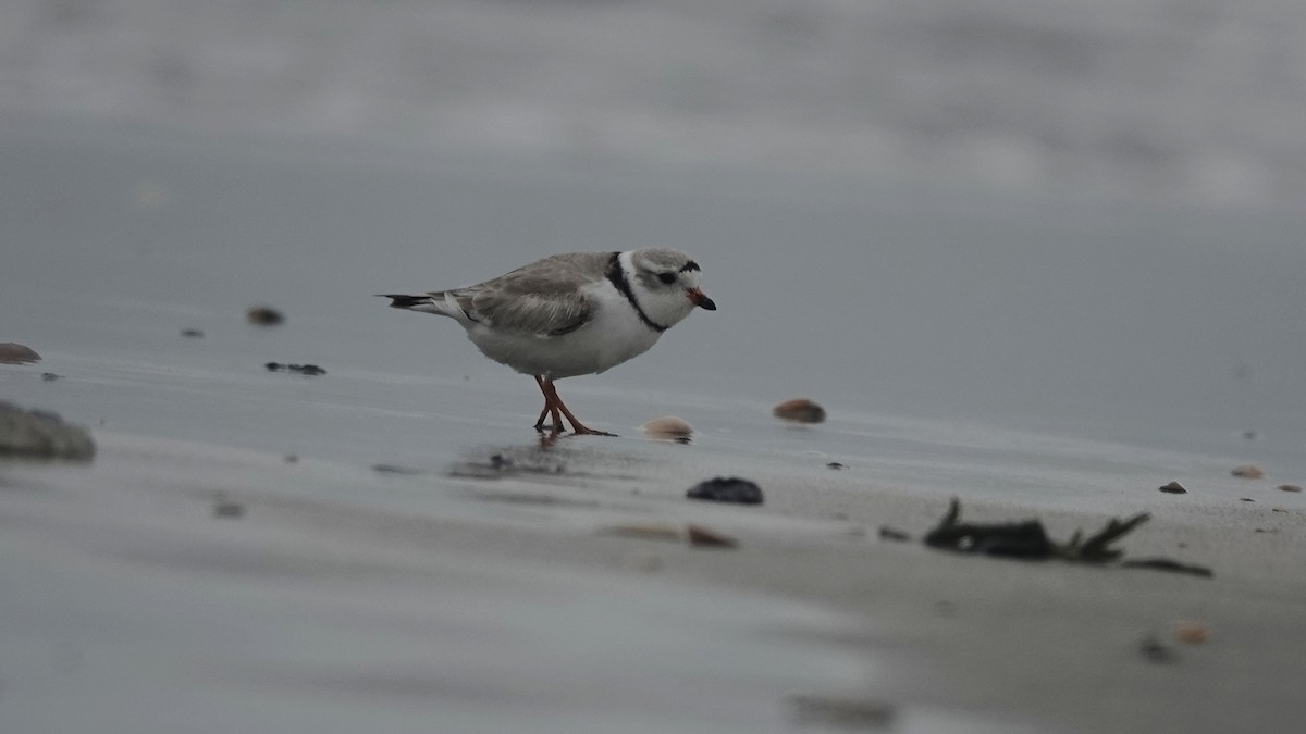 Piping Plover - ML617991754