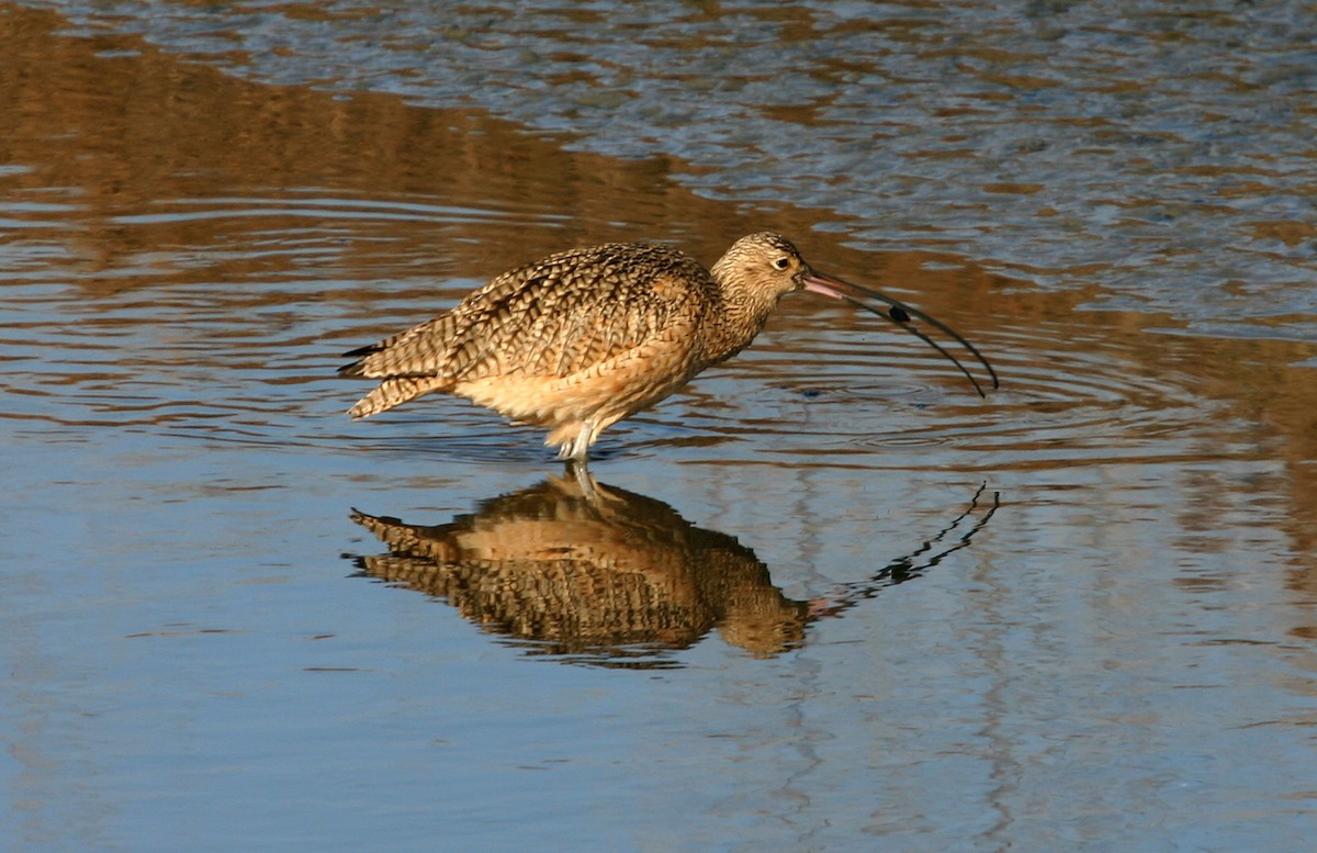 Long-billed Curlew - ML617991756