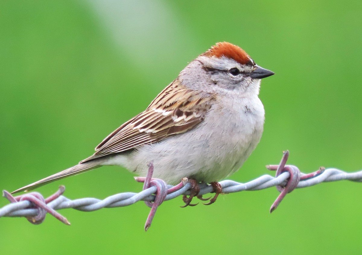 Chipping Sparrow - ML617991766