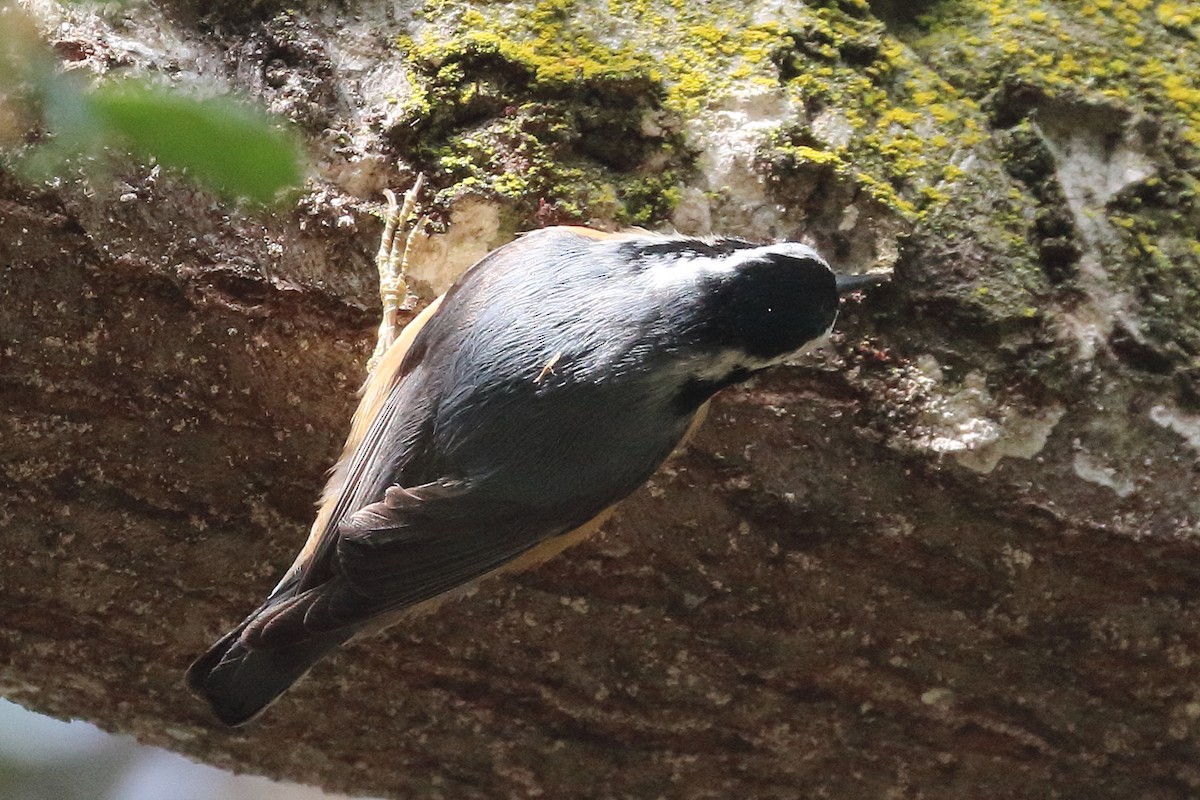 Red-breasted Nuthatch - ML617991771