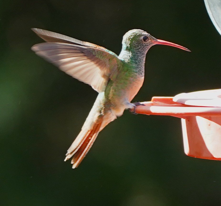 Buff-bellied Hummingbird - ML617991782